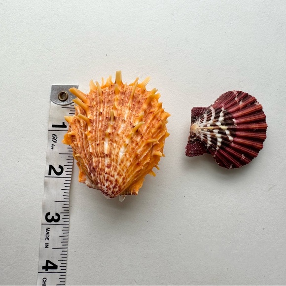 Bundle of 9 Vintage Exotic Seashells - Picture 6 of 7